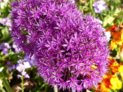 Flowers alium violet photo