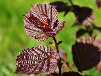 Young leaves foliage common hazel