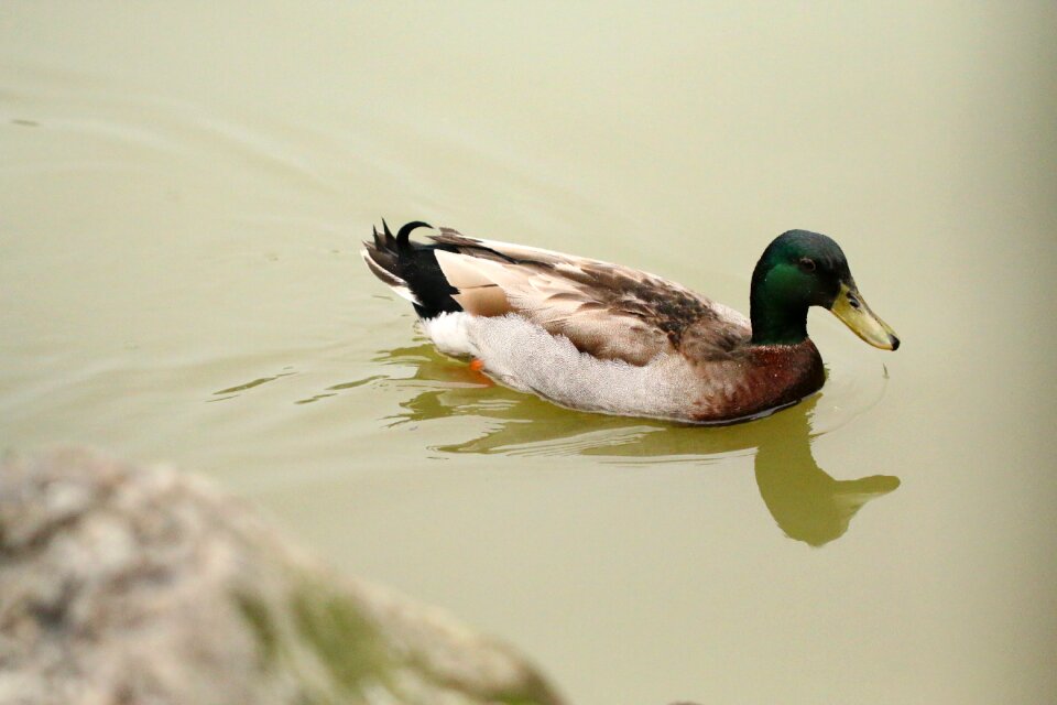 Ducks the water