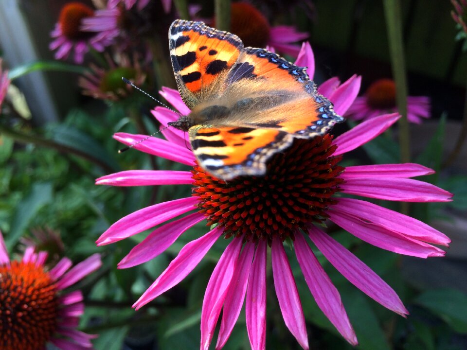 Insect garden wings