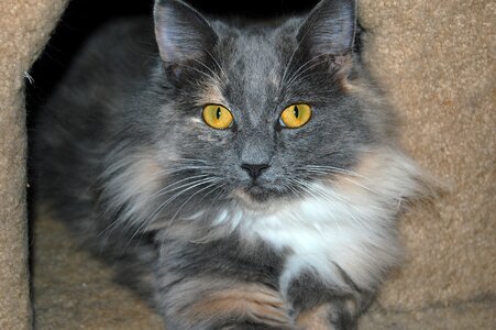 Pet fur cute