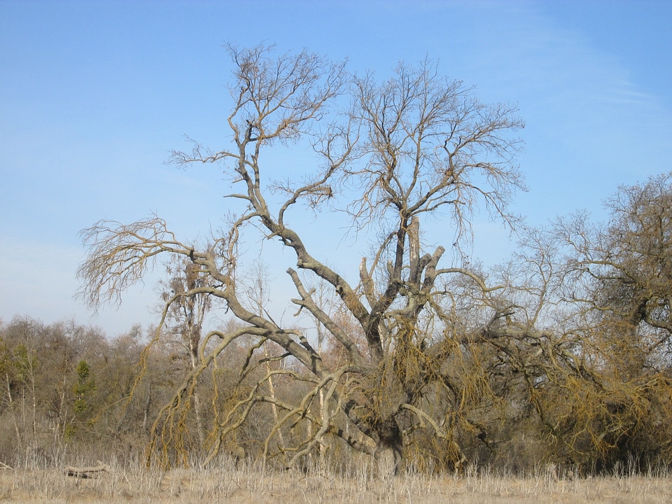 Background vegetation natural