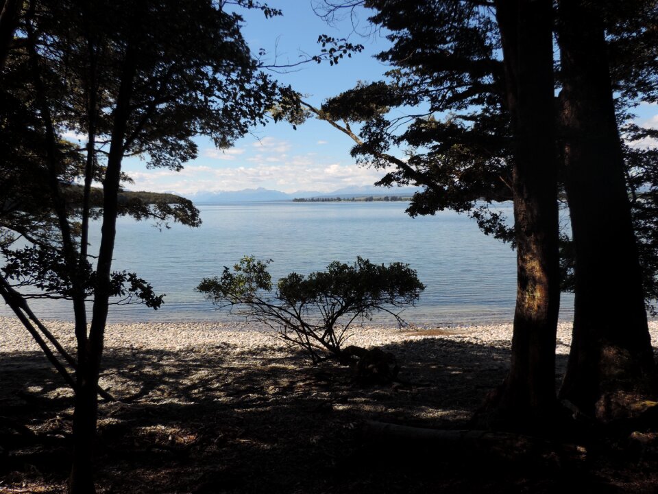 Beach forest outlook