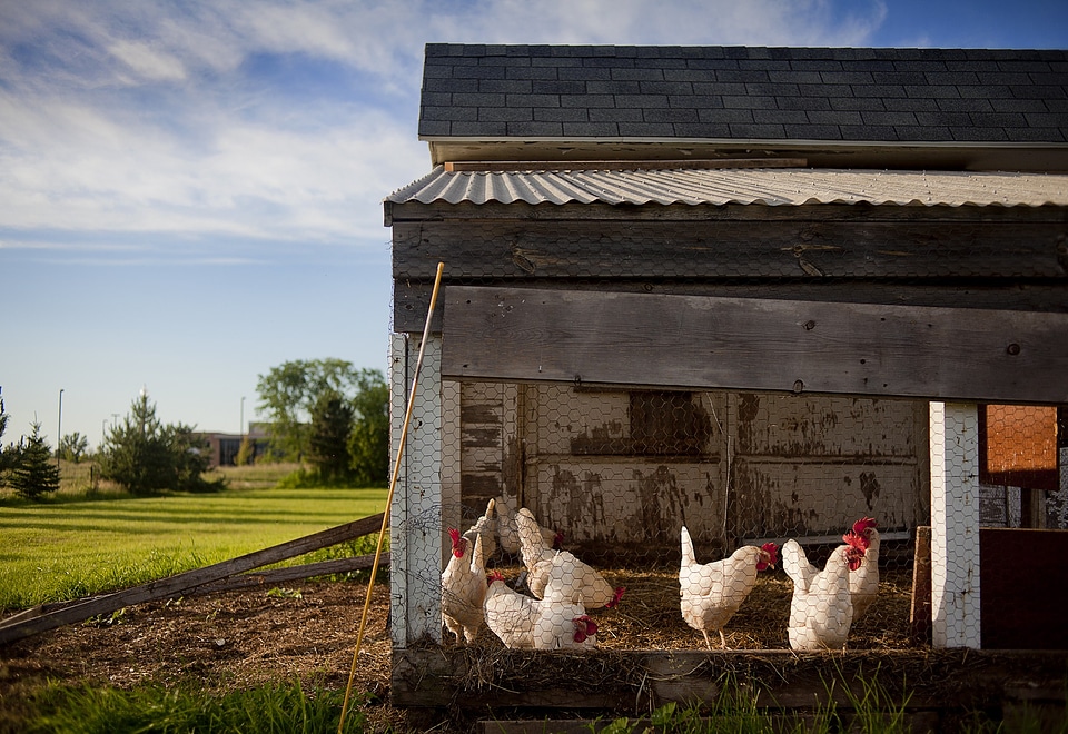 Coop chicken poultry