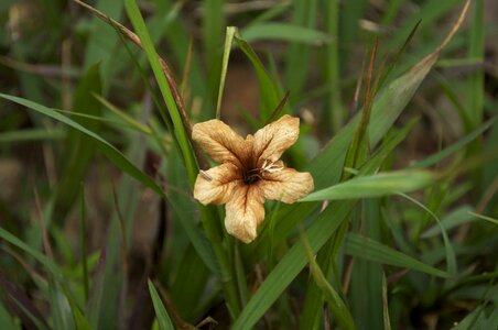 Flower grass nature