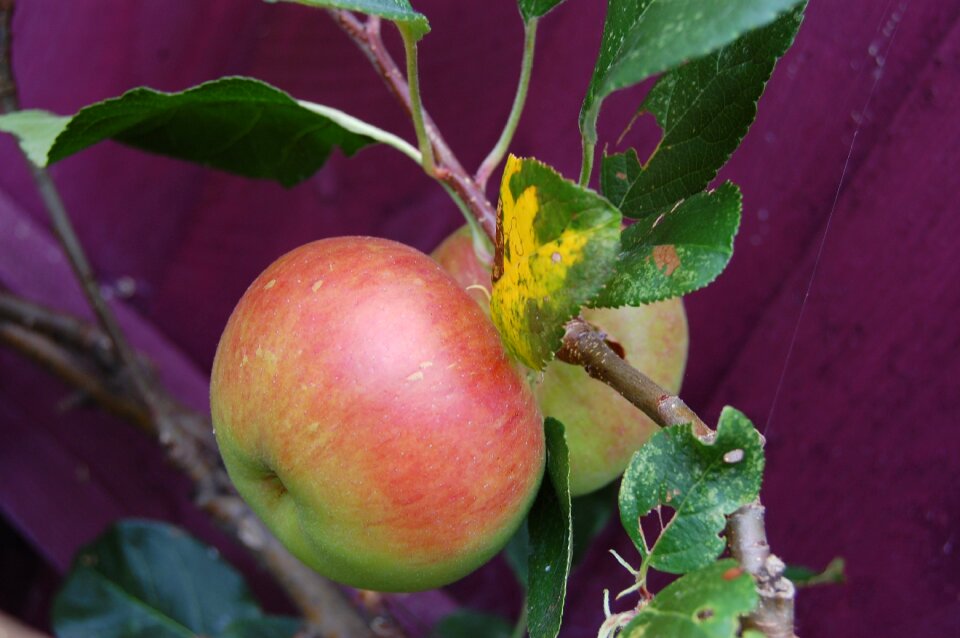 Apple tree gardening