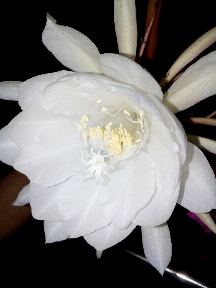 Plant exotic floral