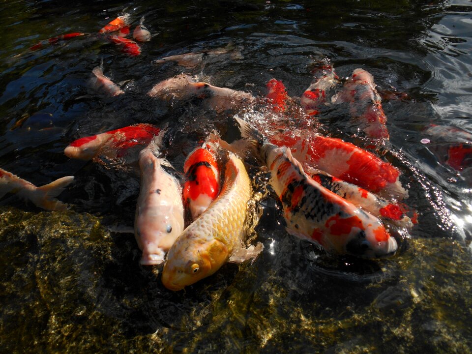 Fish pond vivid photo