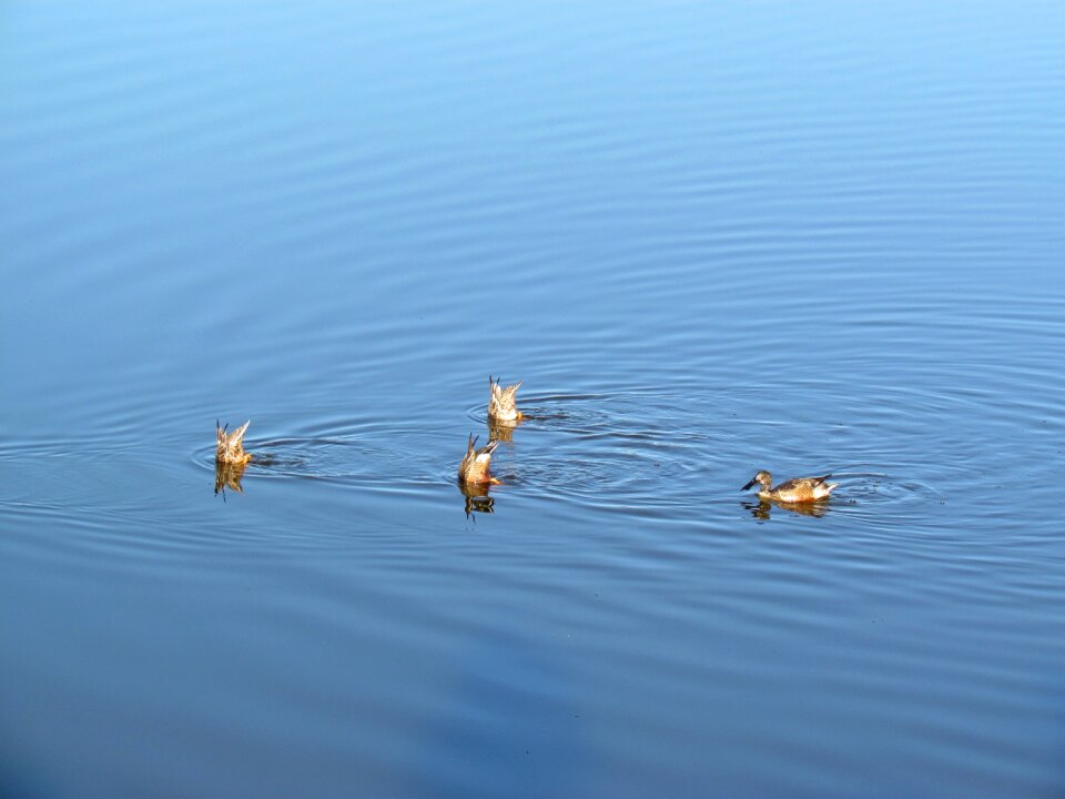 Nature avian water
