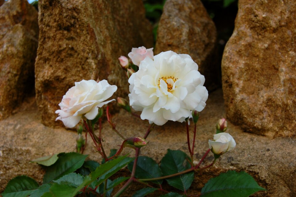 White flower petal