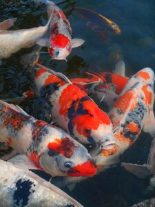 Aquarium fish red and white japan photo