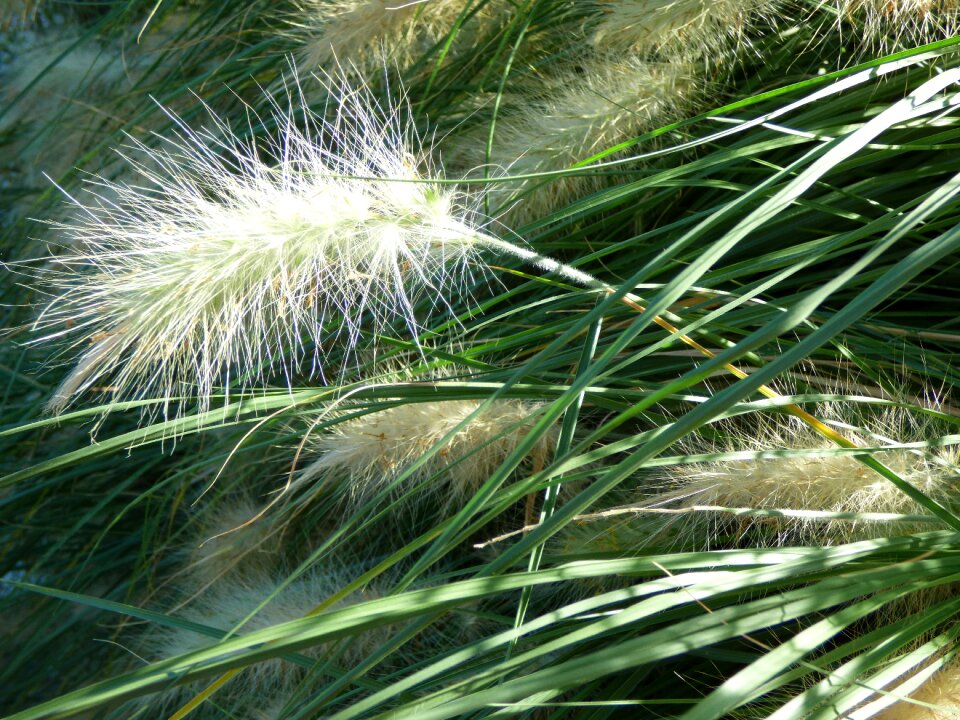 Decorative grasses plant nature