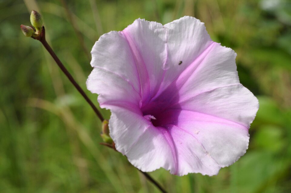 Purple colorful flowers purple plant