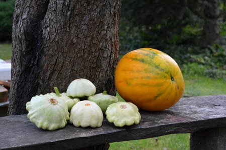 Pumpkins collections vegetables