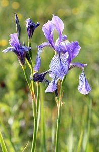 Flower lily purple