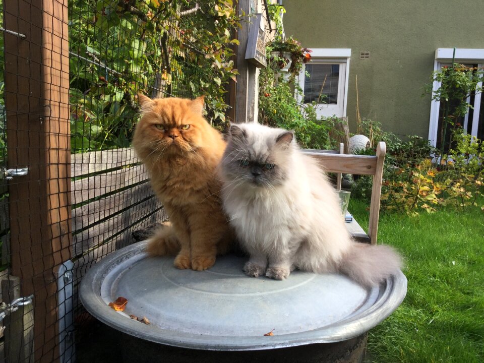 Red tomcat garden out