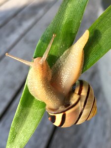 Nature probe slowly