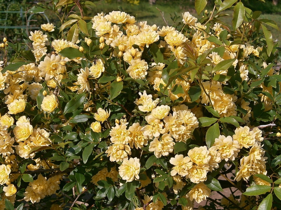 Yellow flowers miniature roses rose garden