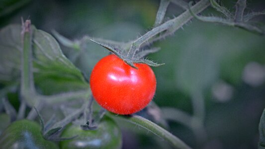 Garden bush tomatoes red