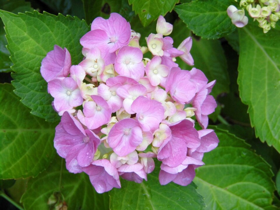 Purple rose petals hydrangea macrophylla