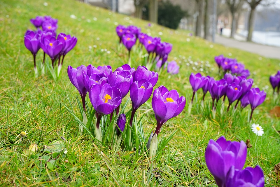 Close up spring bühen