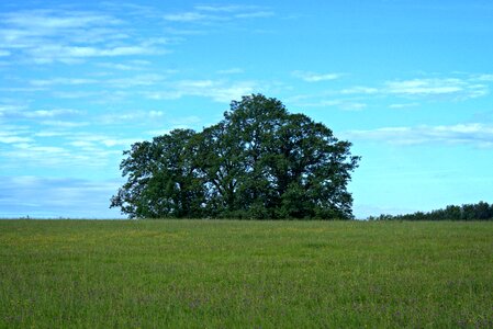 Trees sky green photo