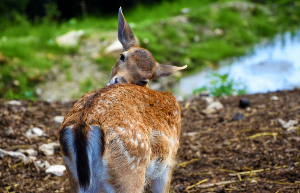Forest mammal nature