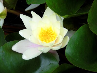 Flowers white water lily aquatic