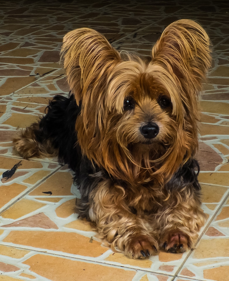 Dog yorkshire terrier vigilant dog