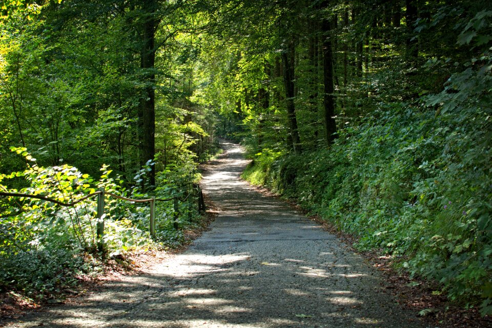 Nature forest path recovery