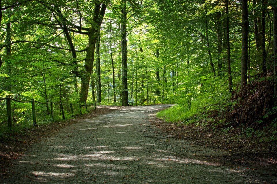 Nature forest path recovery