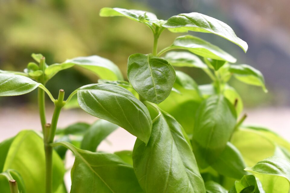 Healthy food green