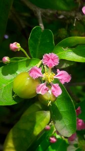 Cherries malphigia glabra
