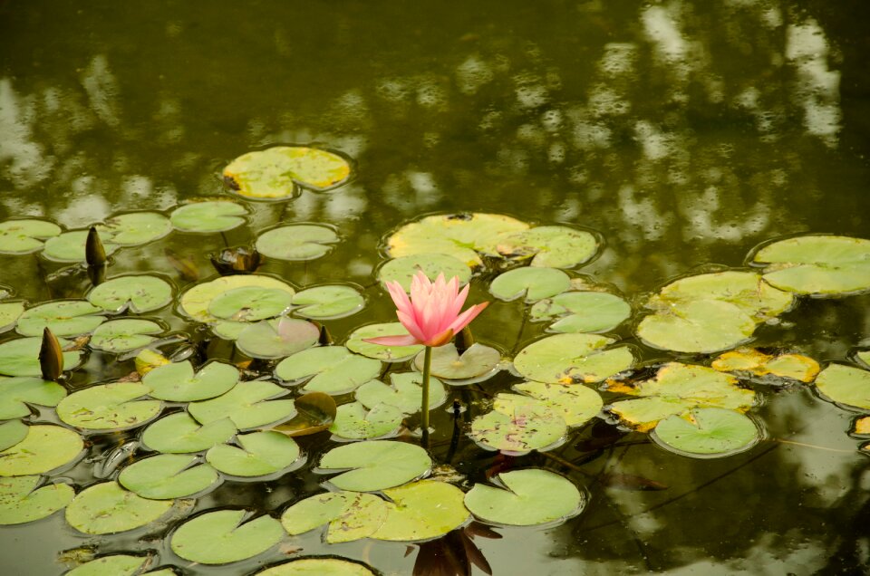 Botanical water lily flowers