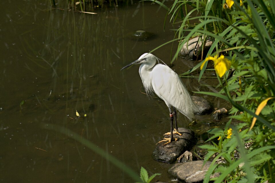Feather water white