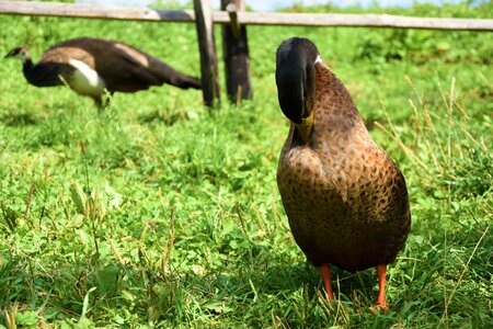 Duck bird meadow nature photo