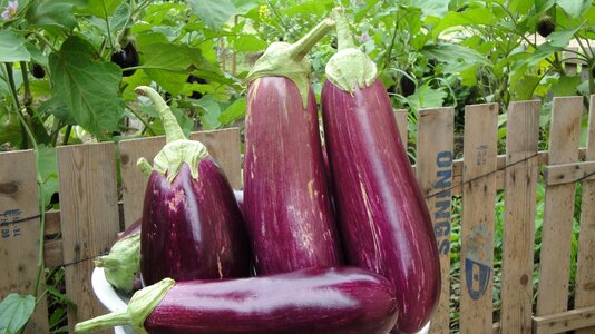 Eggplant melongena agriculture