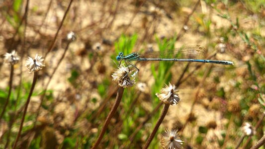 Nature wildlife macro