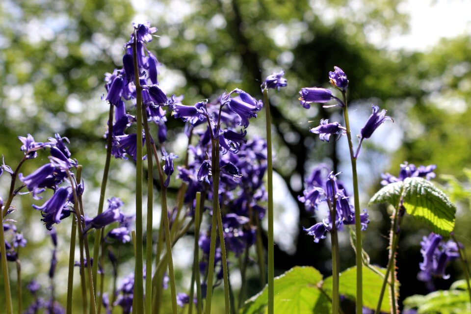 Spring flowers england