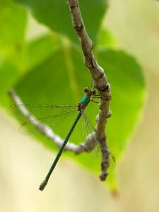 Branch winged insect iridescent photo
