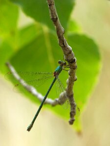 Branch winged insect iridescent