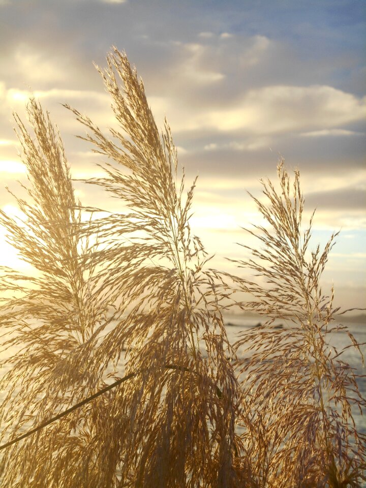 Sea views weed photo