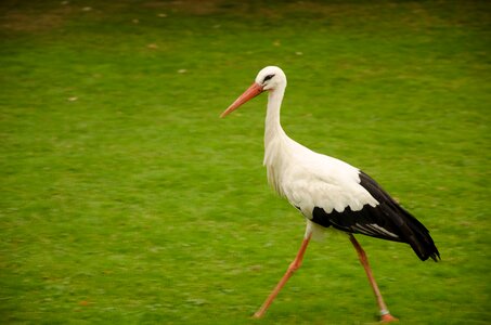 Nature bird grass