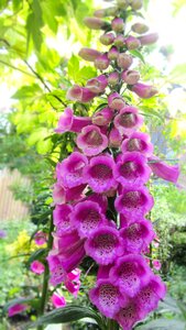 Plantain plant flowers photo