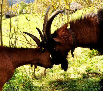 Animals fauna
