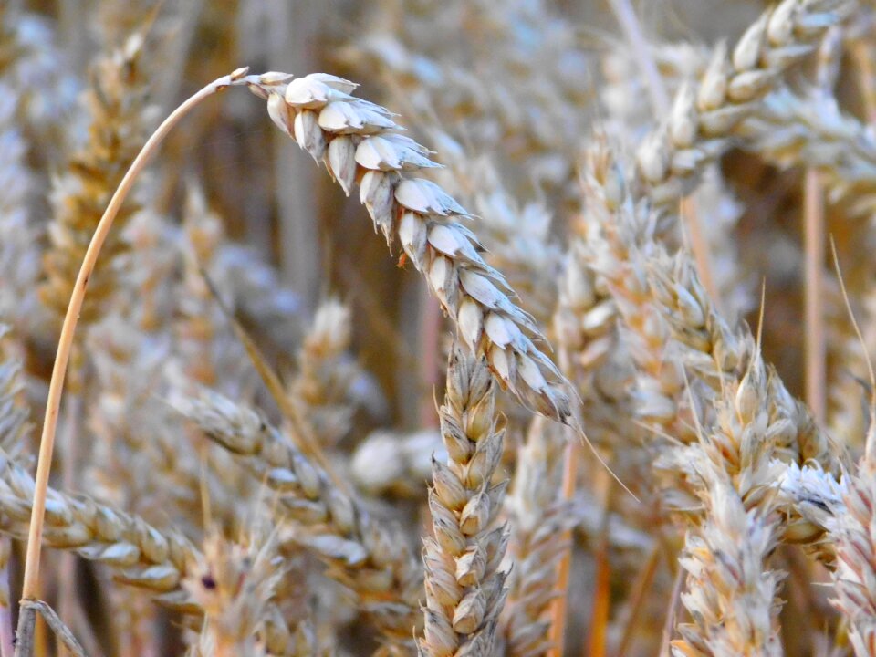 Cereals grain cornfield