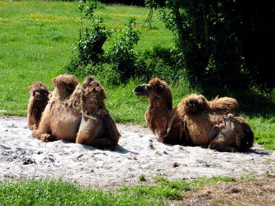 Safari zoo denmark nature park