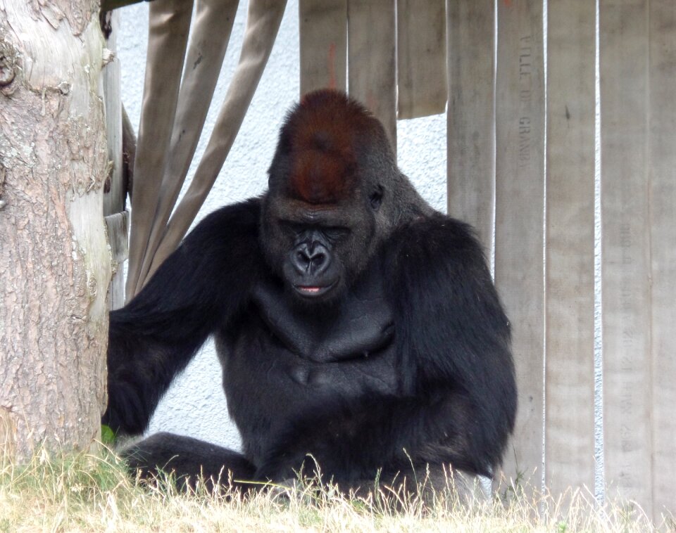 Gorilla zoo nature