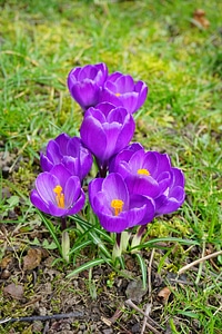 Close up spring bühen