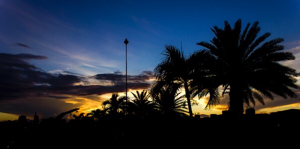 The sunset silhouette palm tree
